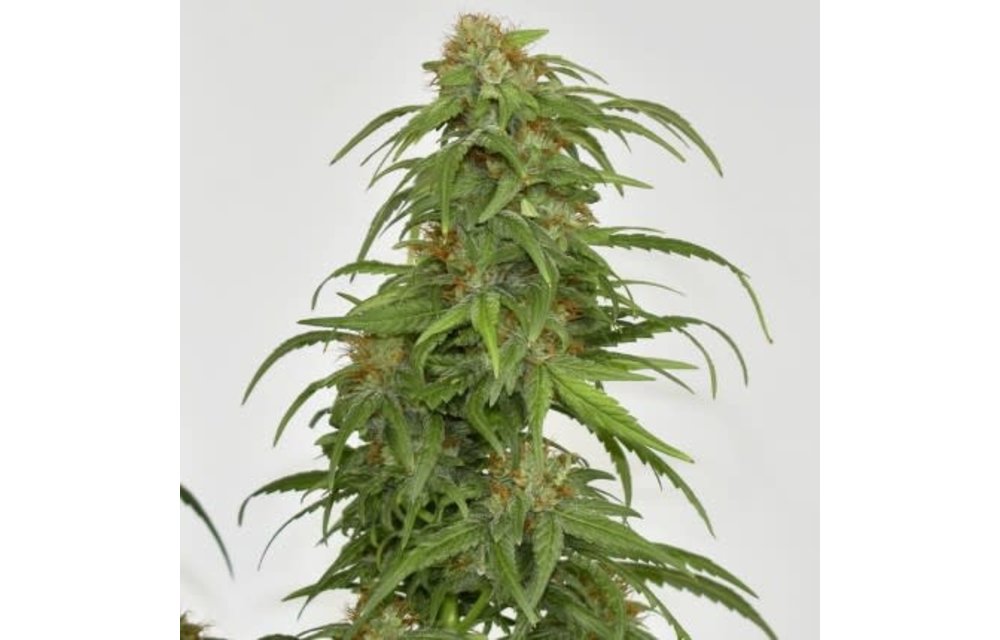 CBG-Force Fem 5 pk