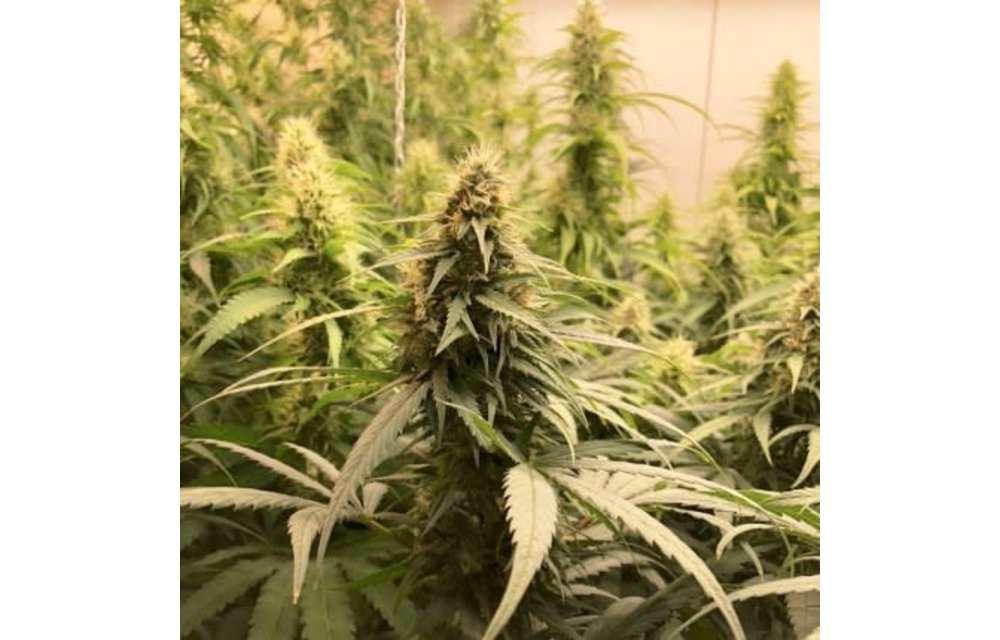CBG-Force Fem 5 pk