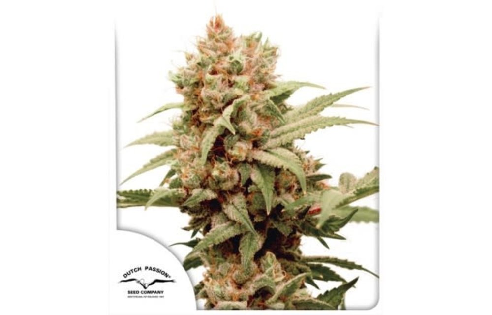 CBG-Force Fem 5 pk