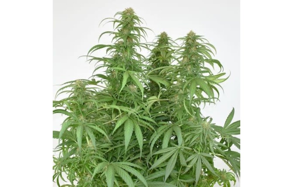 CBG-Force Fem 5 pk