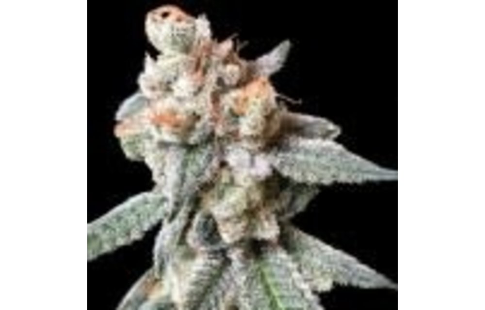 DNA Genetics BT7 Fem 6 pk