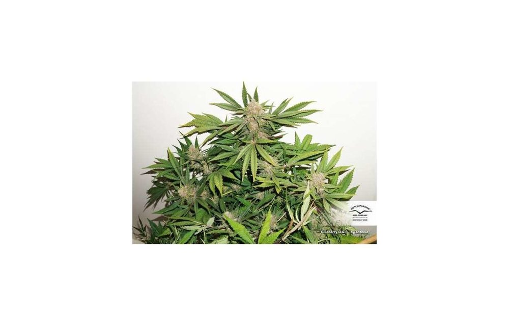 Glueberry O.G. Fem 5 pk