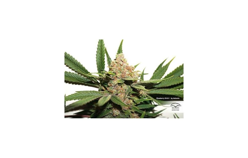 Glueberry O.G. Fem 5 pk