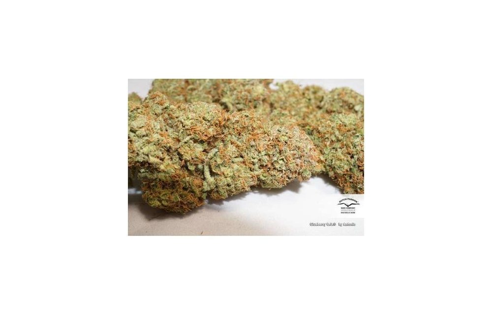 Glueberry O.G. Fem 5 pk