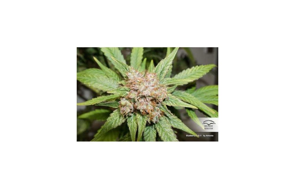 Glueberry O.G. Fem 5 pk