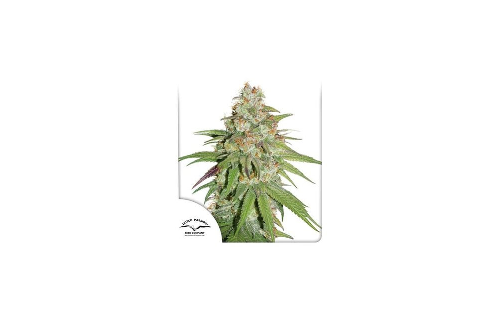 Glueberry O.G. Fem 5 pk