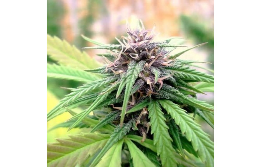 Hollands Hope Fem 5 pk