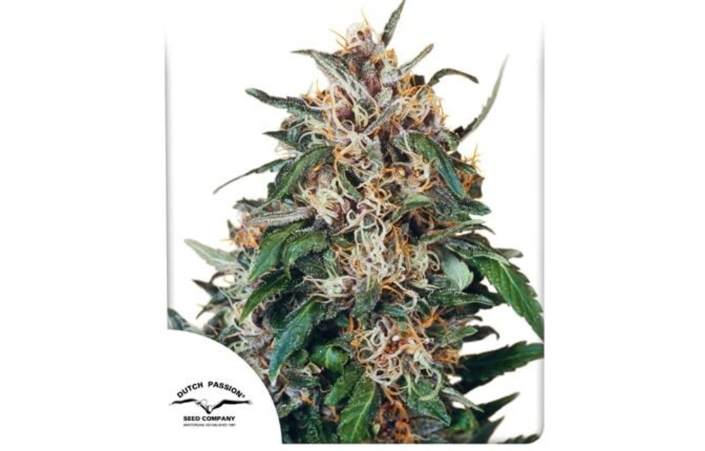 Hollands Hope Fem 5 pk