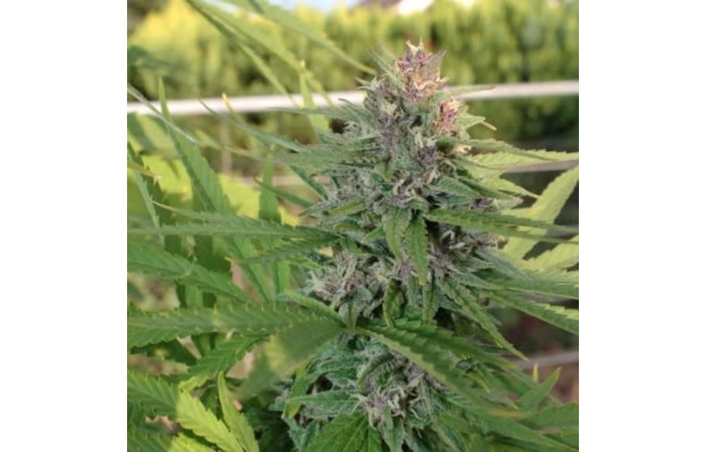 Hollands Hope Fem 5 pk