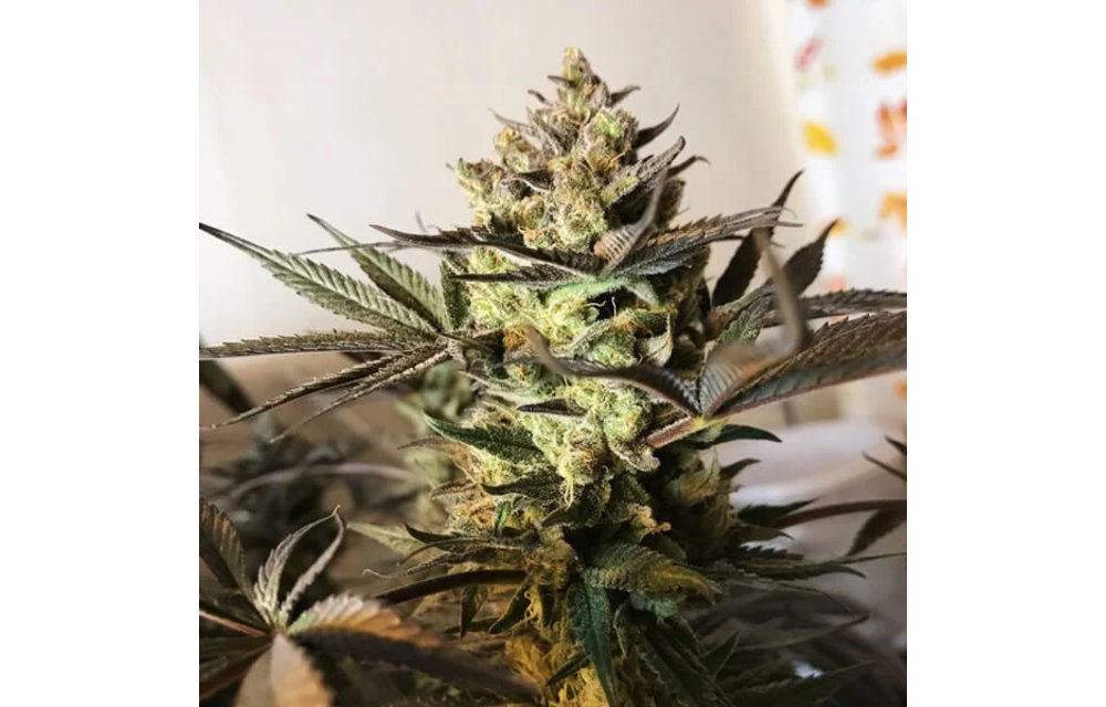 Royal Highness Fem 5 pk
