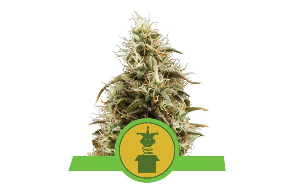 Royal Jack Auto Fem 5 pk