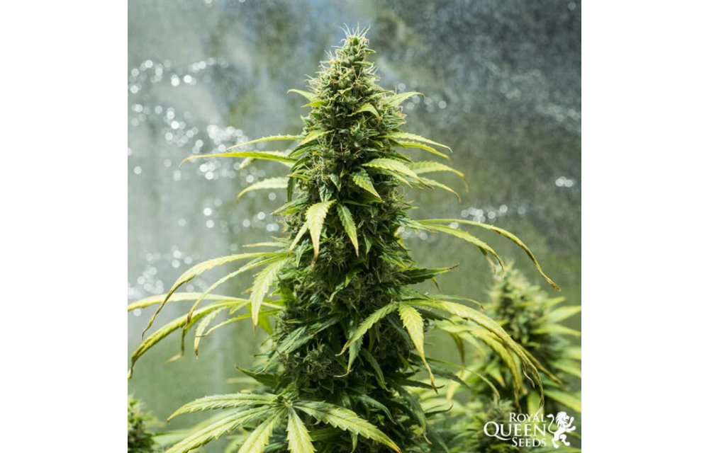 Royal Jack Auto Fem 5 pk