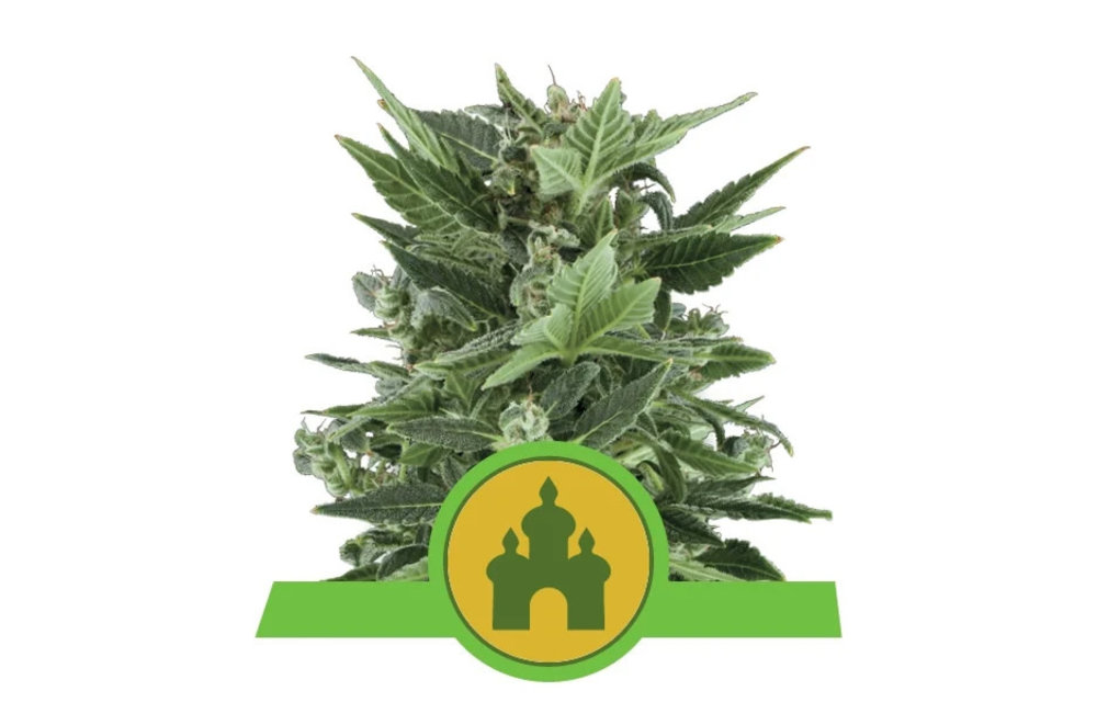 Royal Kush Auto Fem 5 pk