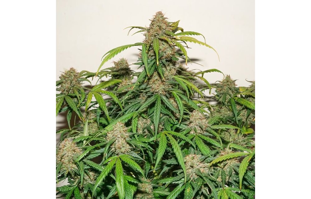 Auto Kerosene Krash Fem 7 pk