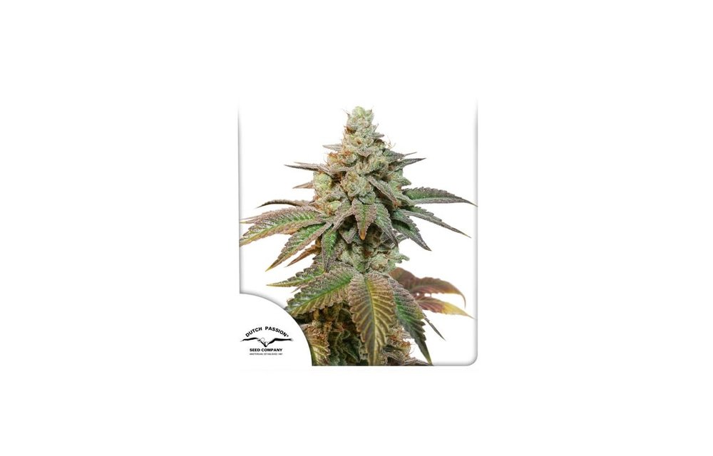 Auto Kerosene Krash Fem 7 pk