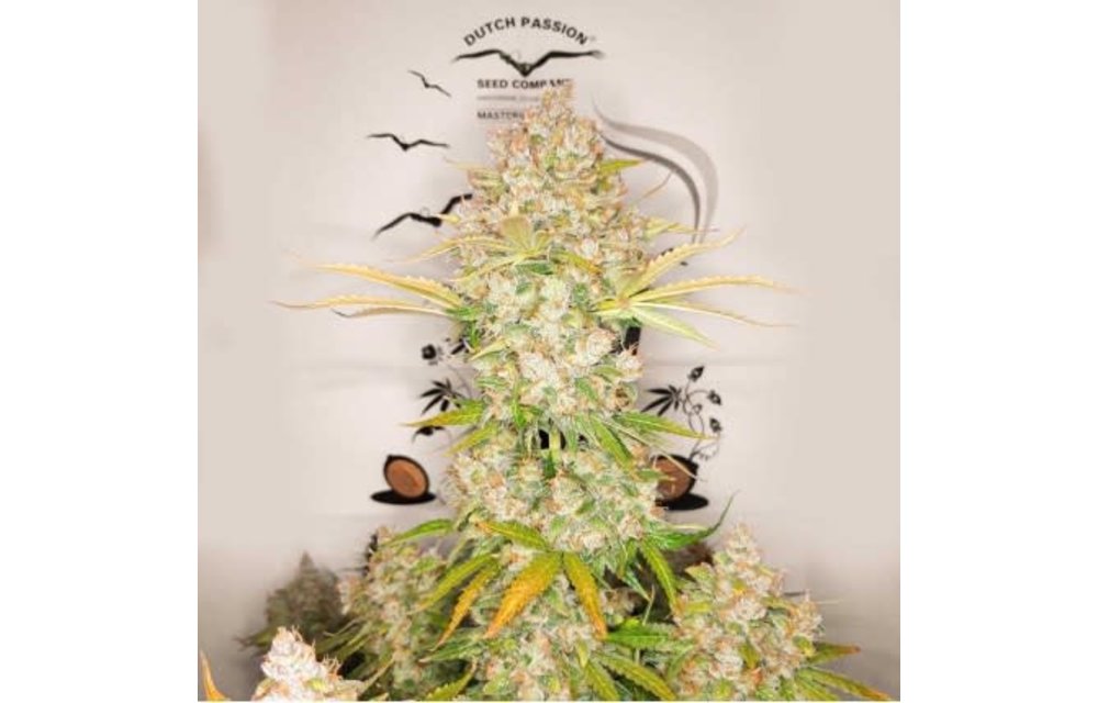 Auto Lemon Kix Fem 7 pk