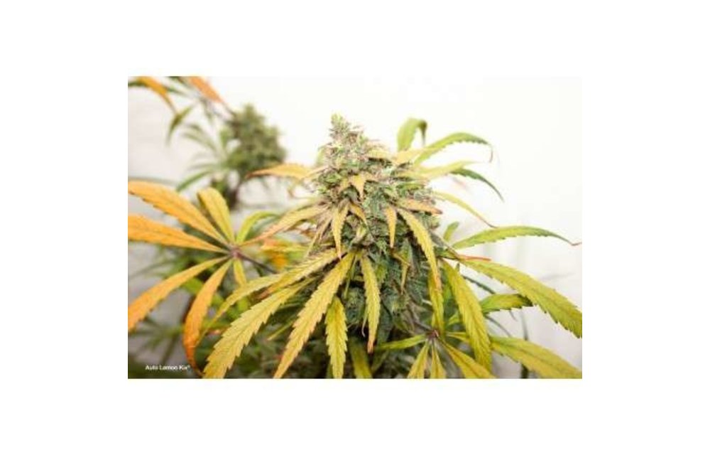 Auto Lemon Kix Fem 7 pk