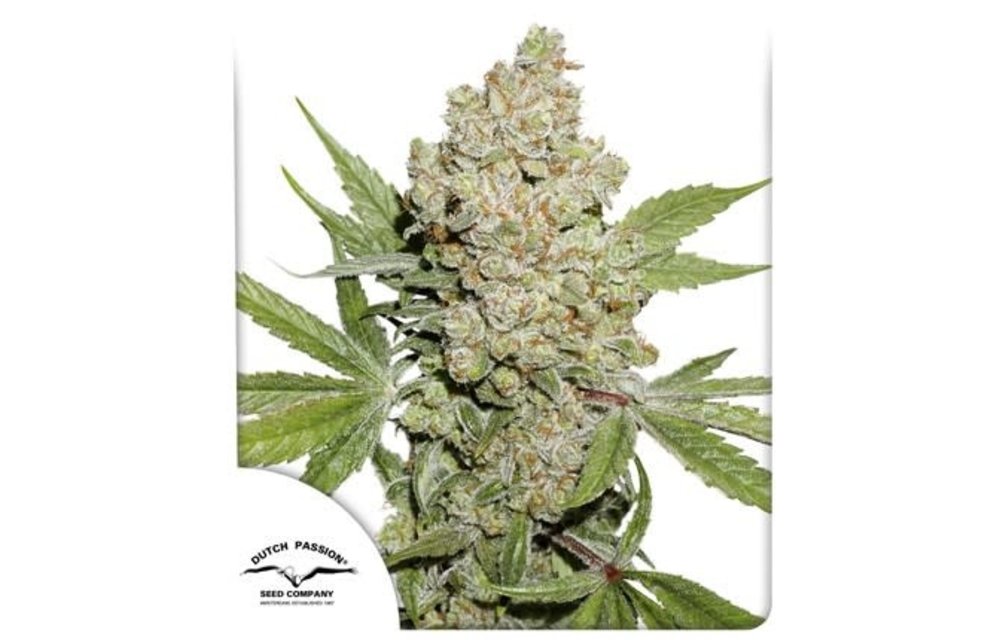 Auto Lemon Kix Fem 7 pk
