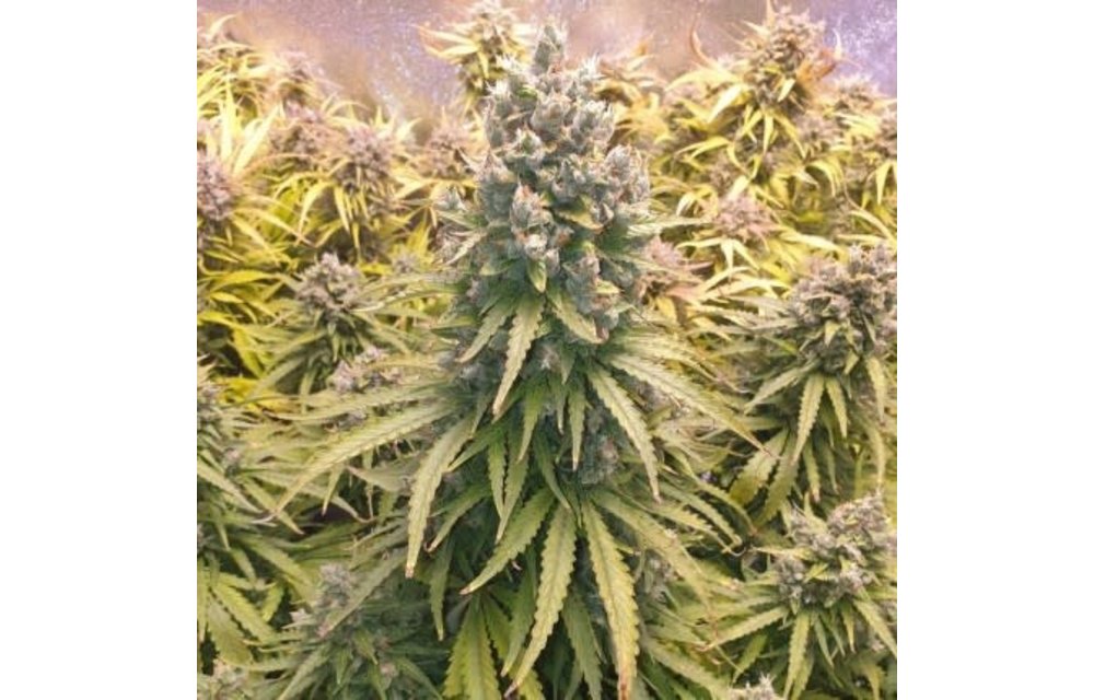 Auto Lemon Kix Fem 7 pk
