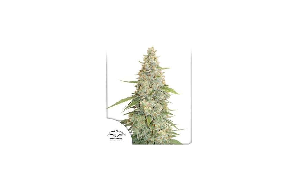 Meringue Fem 5 pk
