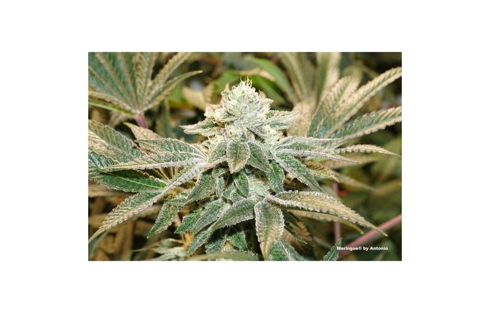 Meringue Fem 5 pk