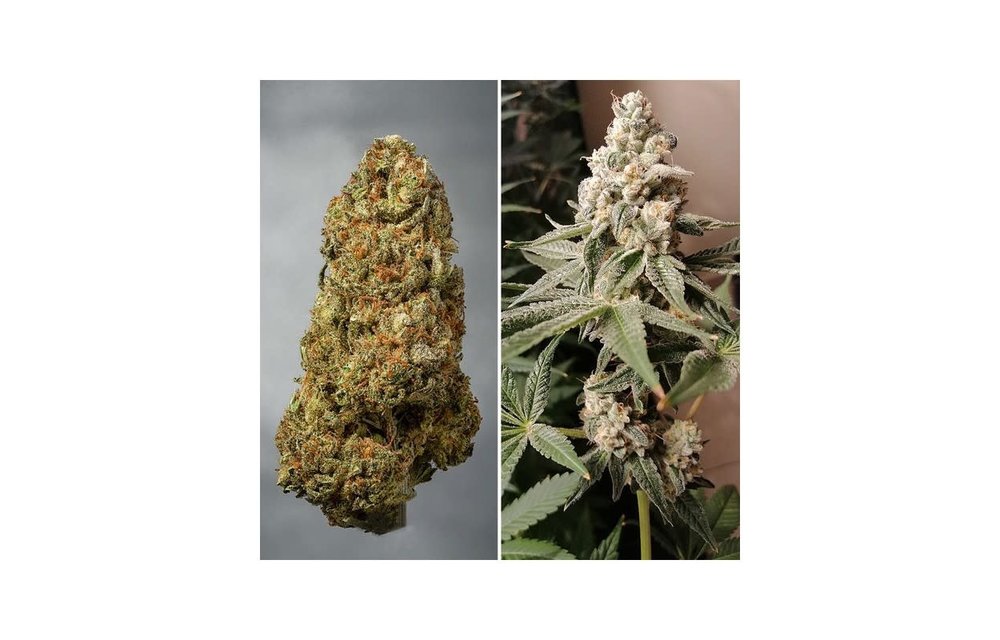 Meringue Fem 5 pk