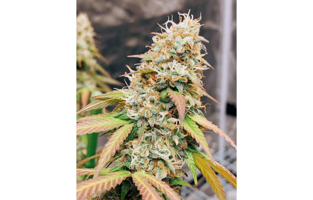 Meringue Fem 5 pk