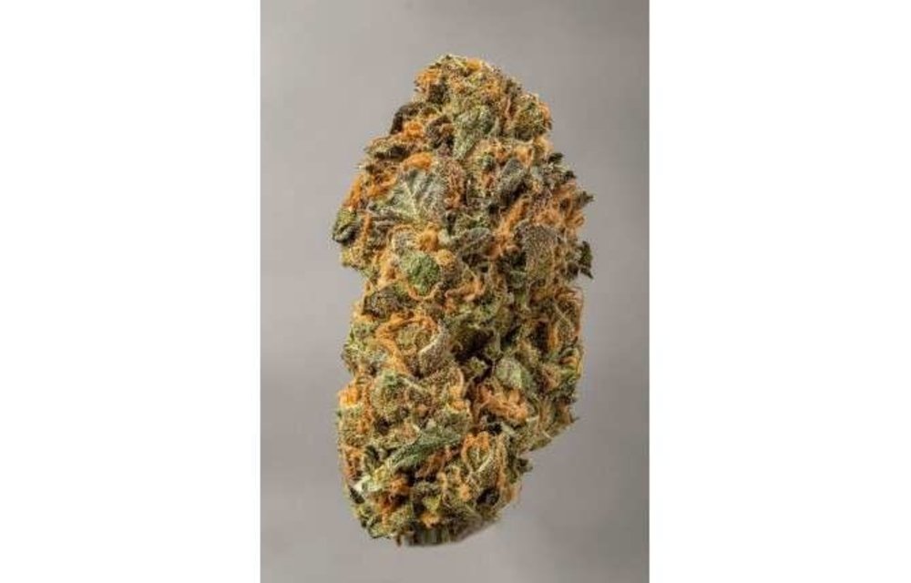 Mokum's Tulip Fem 5 pk