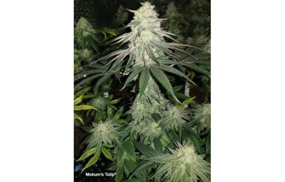 Mokum's Tulip Fem 5 pk