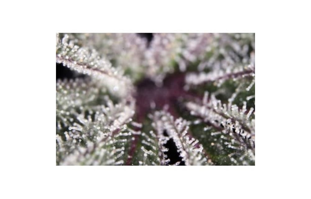Mokum's Tulip Fem 5 pk