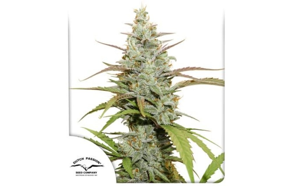 Mokum's Tulip Fem 5 pk