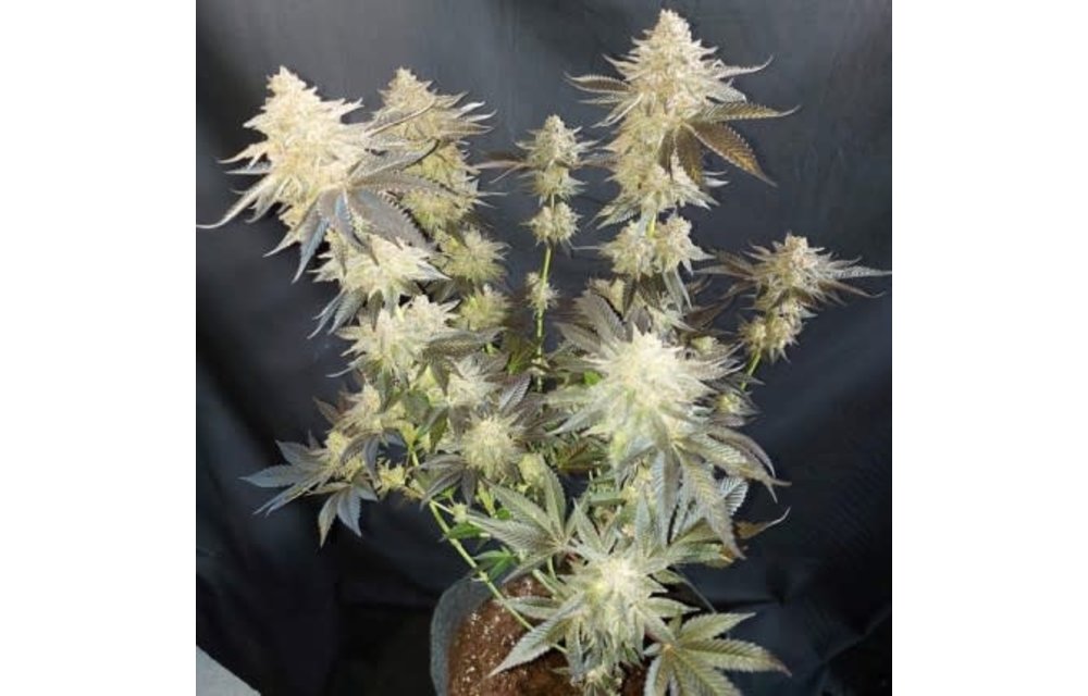 Mokum's Tulip Fem 5 pk
