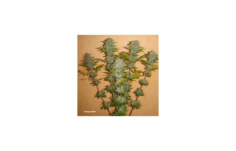 Orange Bud Fem 5 pk