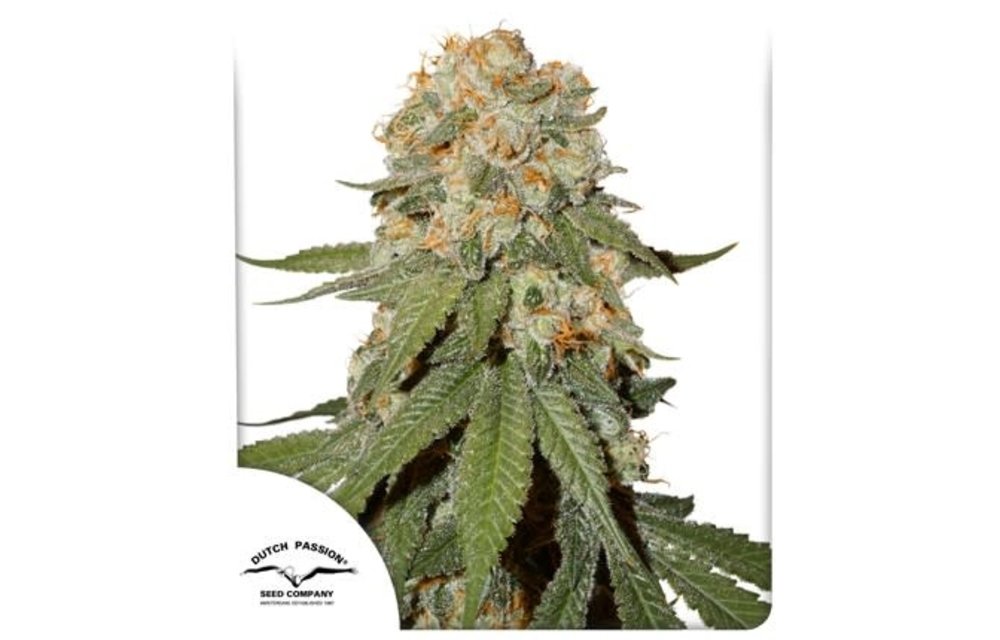 Orange Bud Fem 5 pk