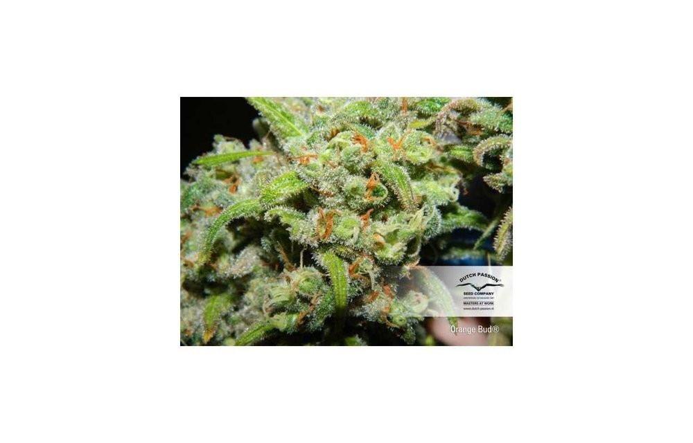 Orange Bud Fem 5 pk