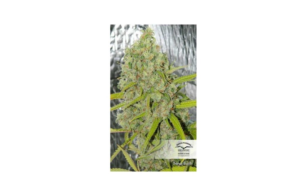 Orange Bud Fem 5 pk