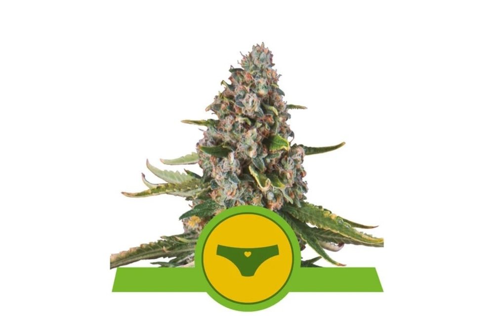 Sherbet Queen Auto Fem 5 pk