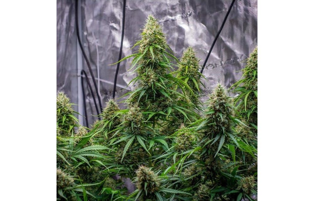 Sherbet Queen Auto Fem 5 pk