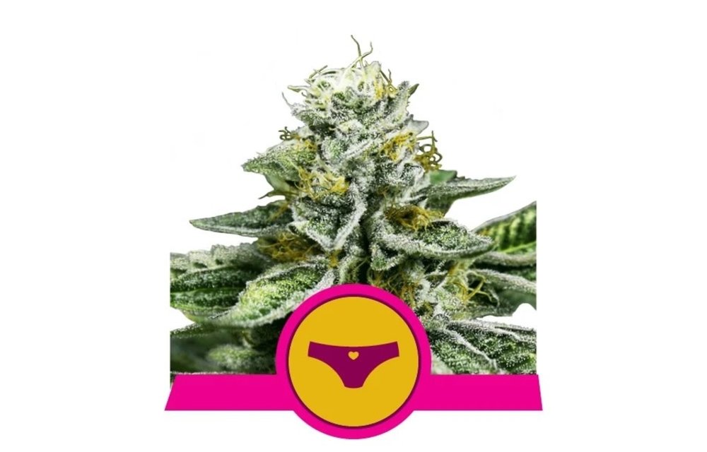 Sherbet Queen Fem 5 pk