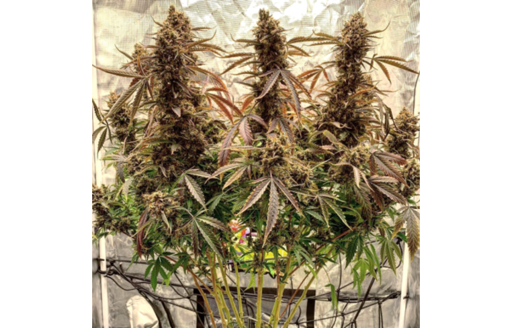 Auto Power Plant Fem 7 pk