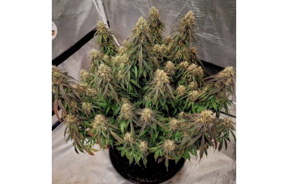 Auto Power Plant Fem 7 pk