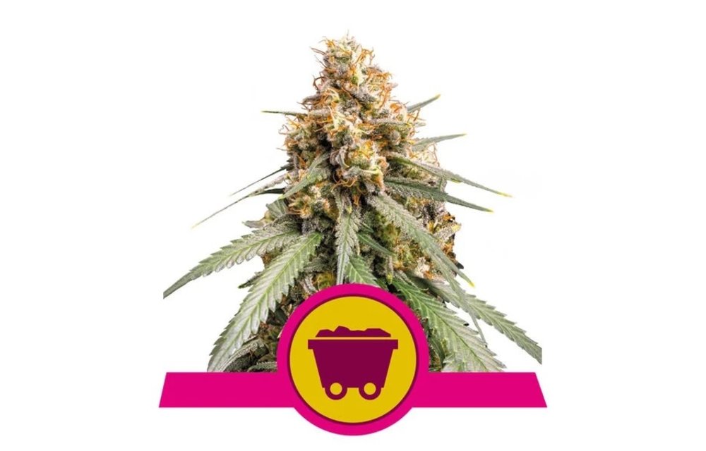 Shining Silver Haze Fem 5 pk