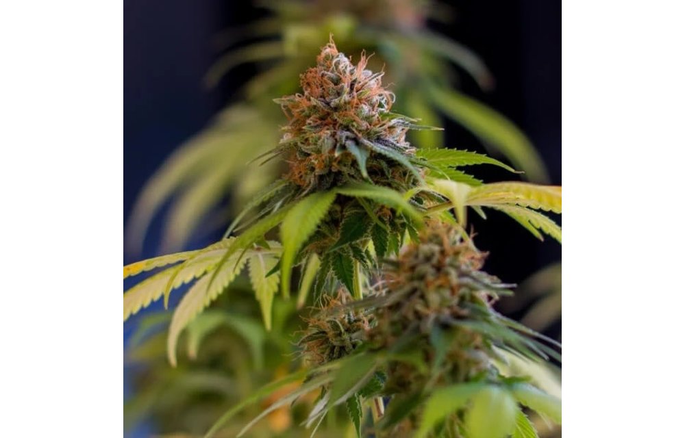 Shining Silver Haze Fem 5 pk