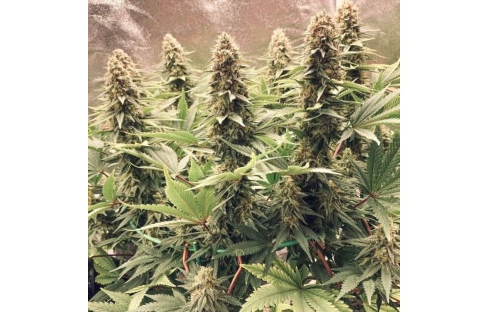 Power Plant Fem 5 pk