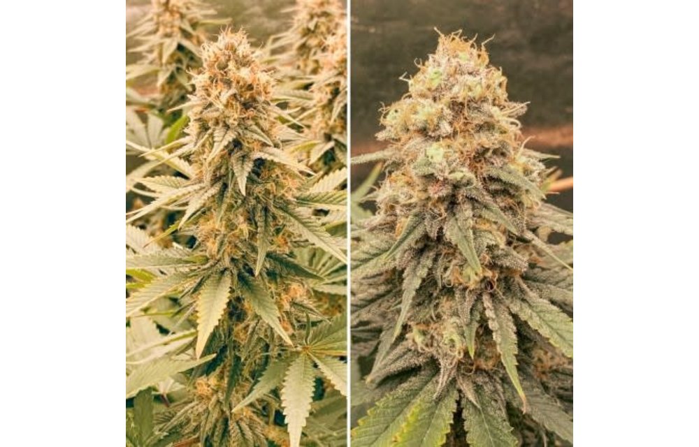 Power Plant Fem 5 pk
