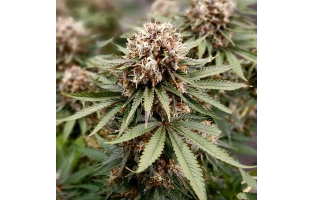 Power Plant Fem 5 pk