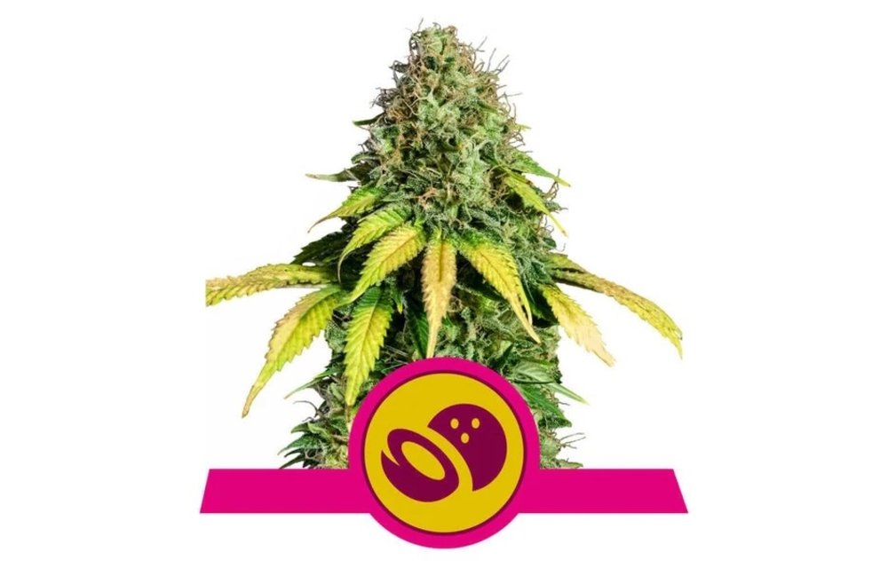 Somango XL Fem 5 pk