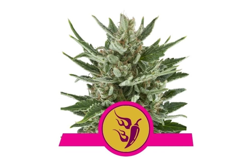 Speedy Chile Fem 5 pk