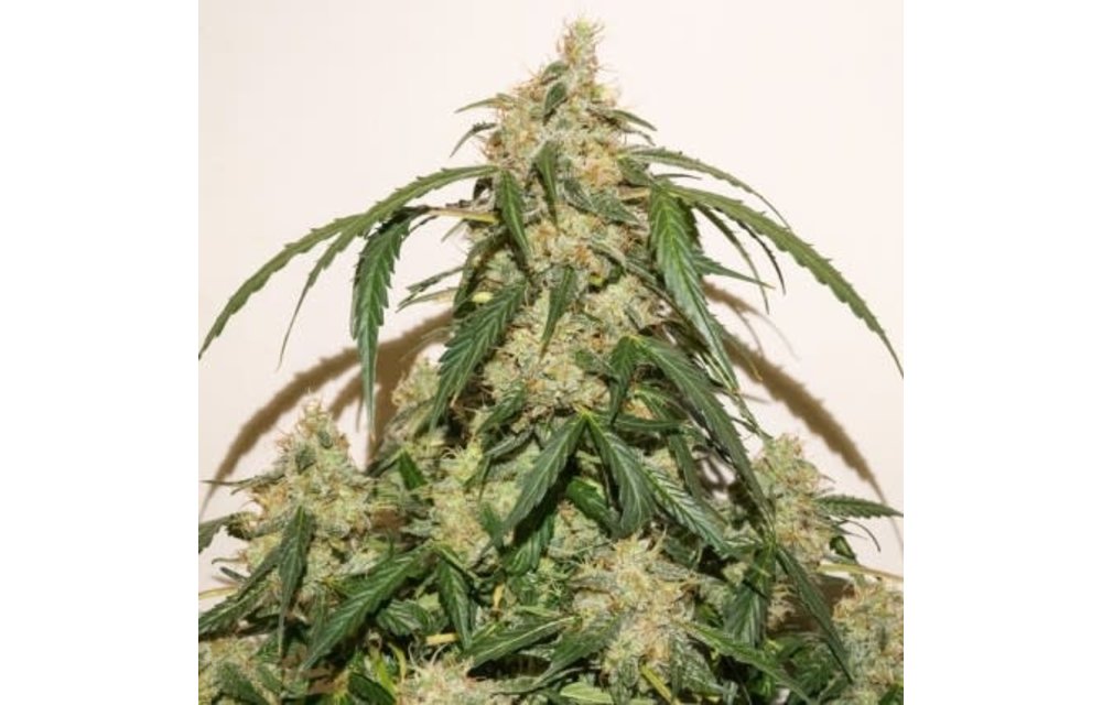 Auto Skywalker Haze Fem 7 pk