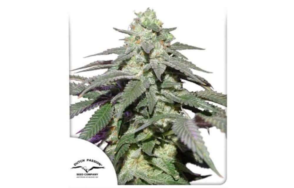 Auto Skywalker Haze Fem 7 pk